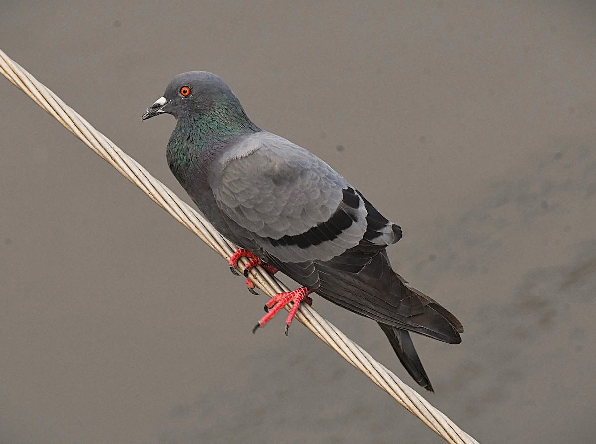 Haitz-usoa (etxekoa) - ML645037320