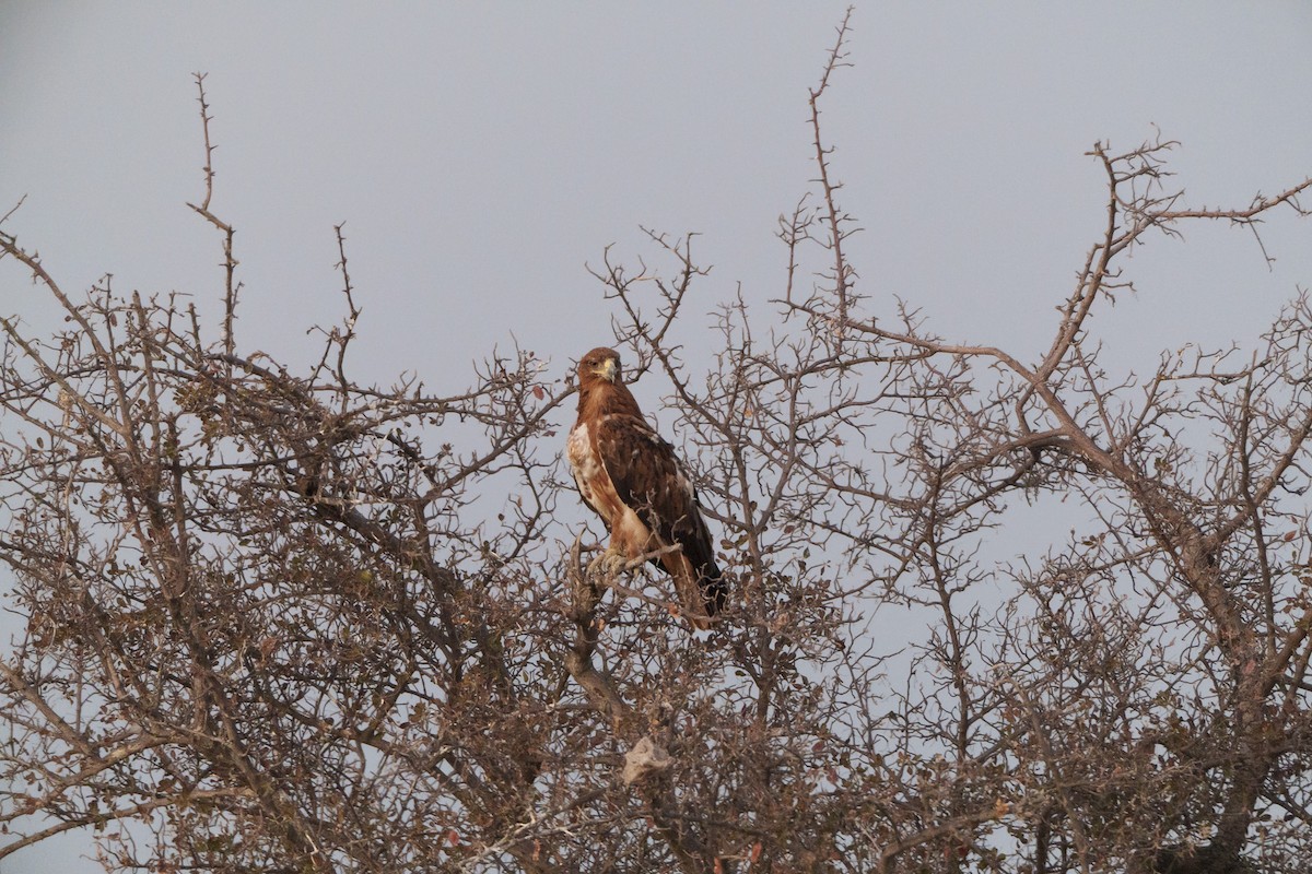Tawny Eagle - ML645037325