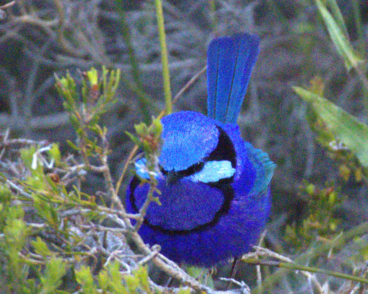 Splendid Fairywren - ML645037326
