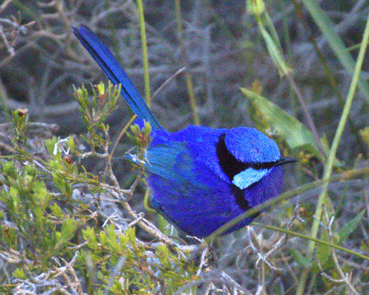 Splendid Fairywren - ML645037328
