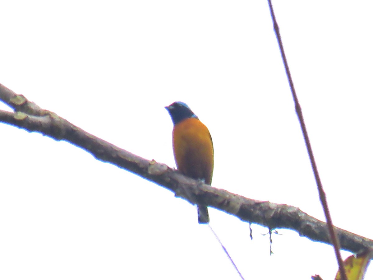 Elegant Euphonia - ML645037334