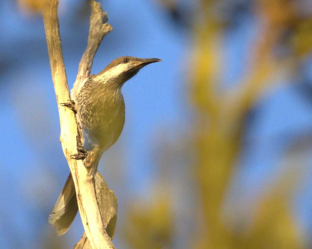 Western Wattlebird - ML645037336