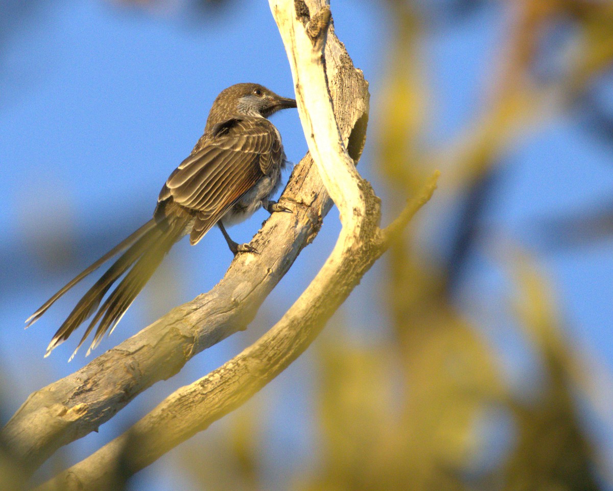 Western Wattlebird - ML645037338