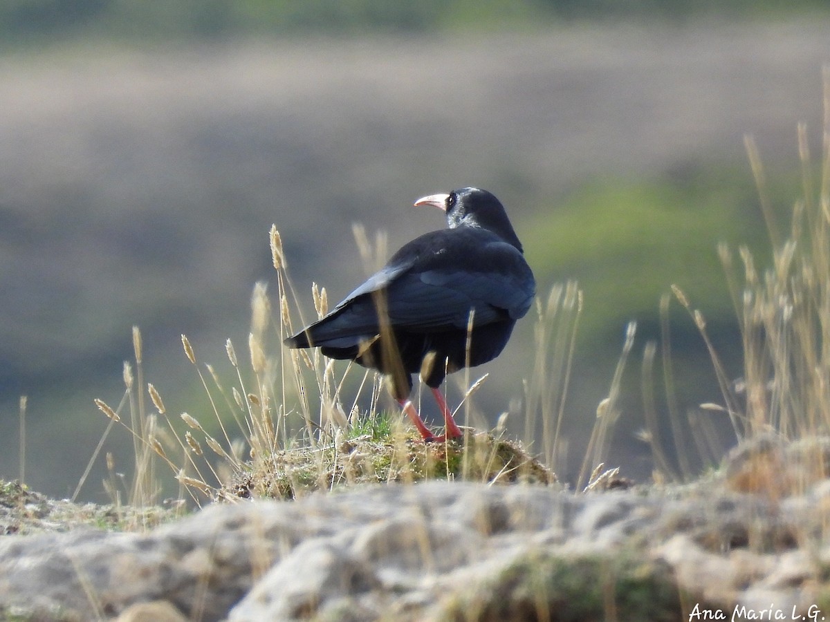 ベニハシガラス - ML645037351