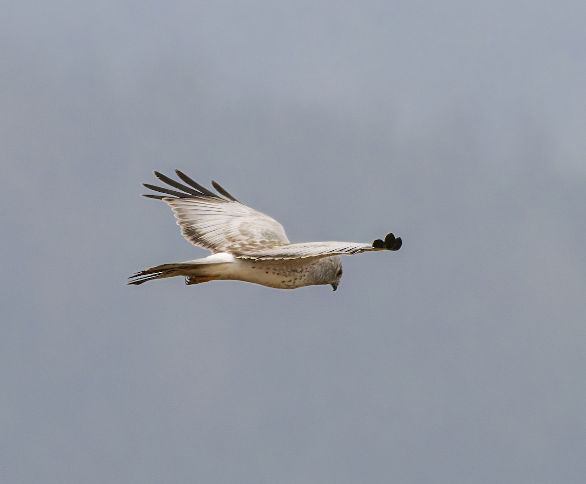 Лунь американський - ML645037360