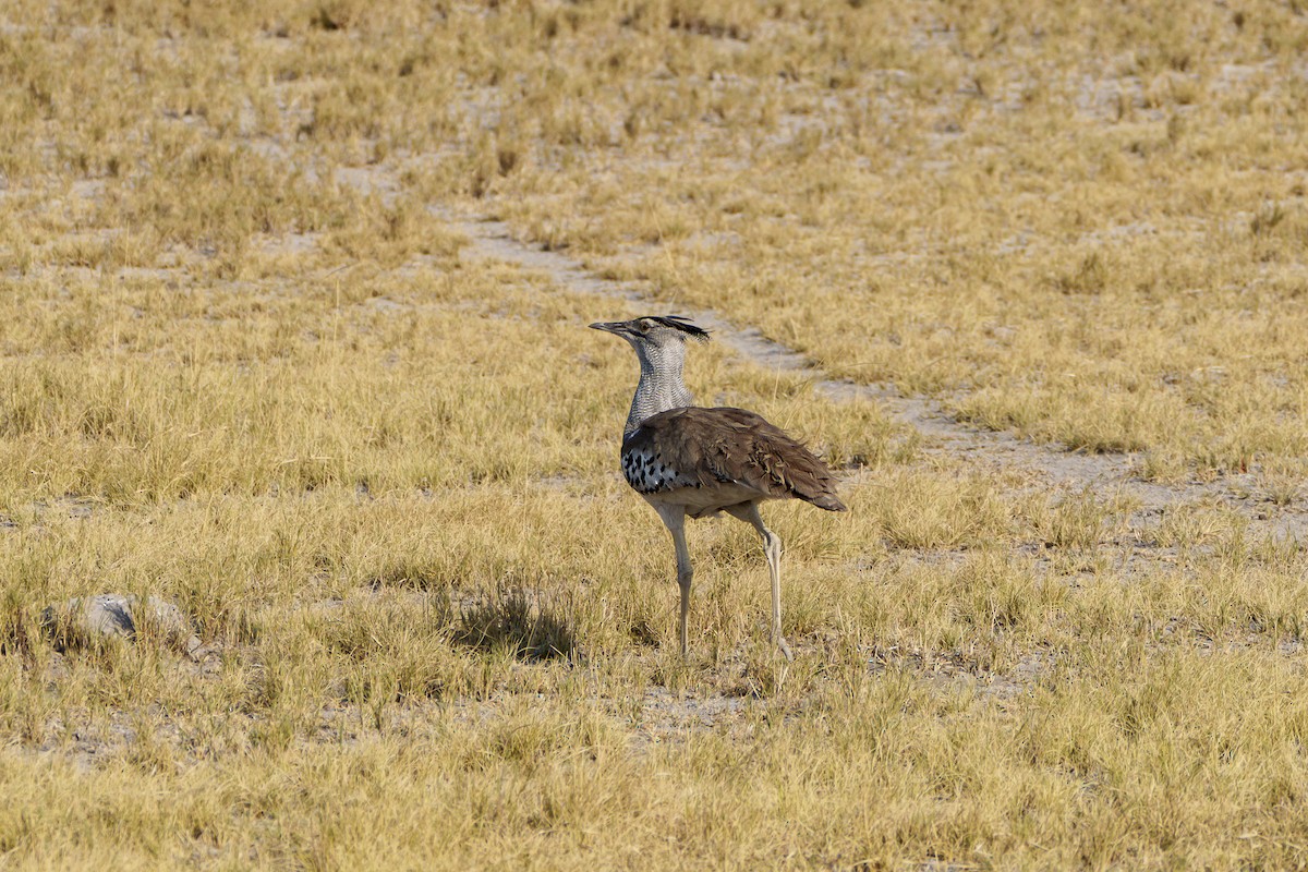 Дрофа-кори - ML645037362