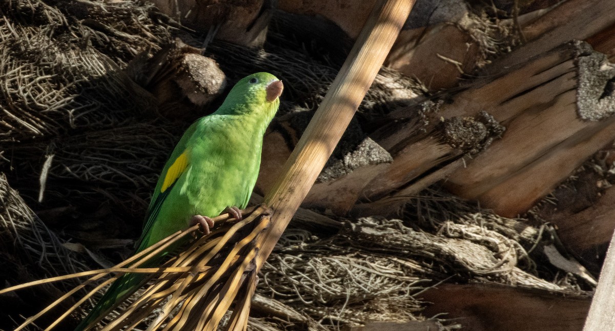 Yellow-chevroned Parakeet - ML645037381