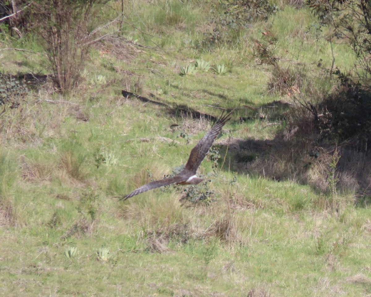 Swamp Harrier - ML645037400