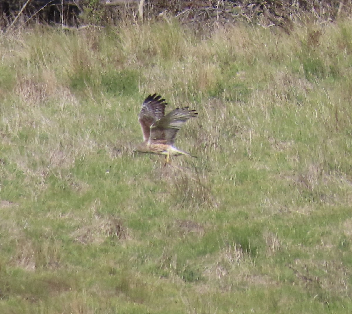 Swamp Harrier - ML645037401