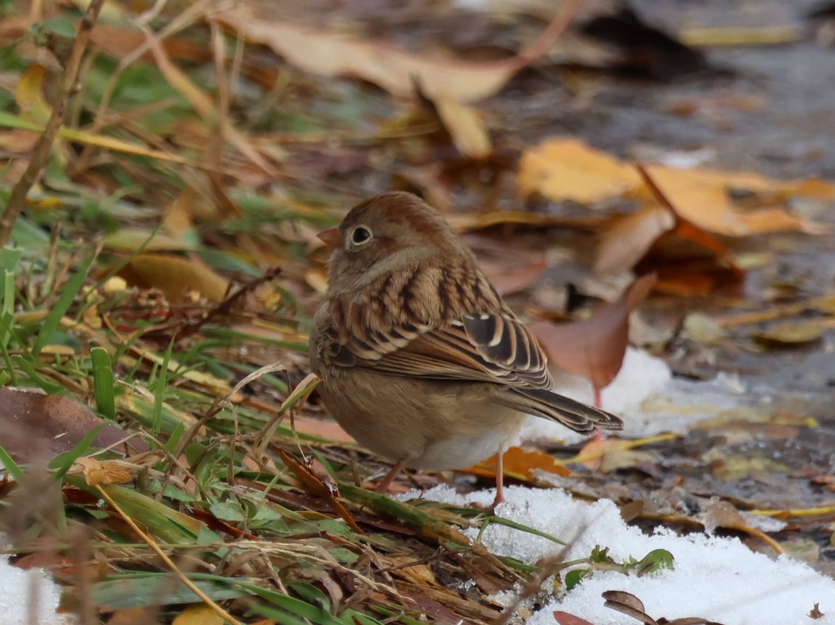 Field Sparrow - ML645037405