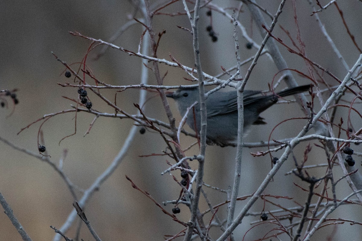 Moqueur chat - ML645037407