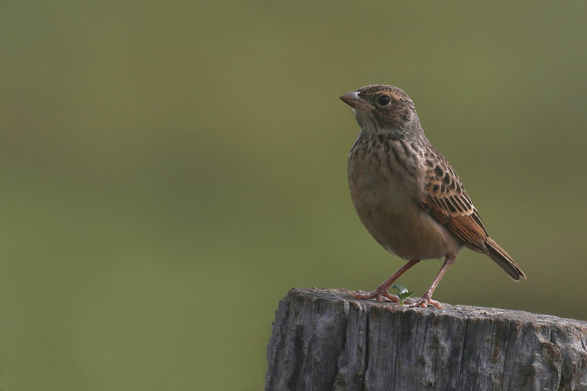 Singing Bushlark (Australasian) - ML645037428
