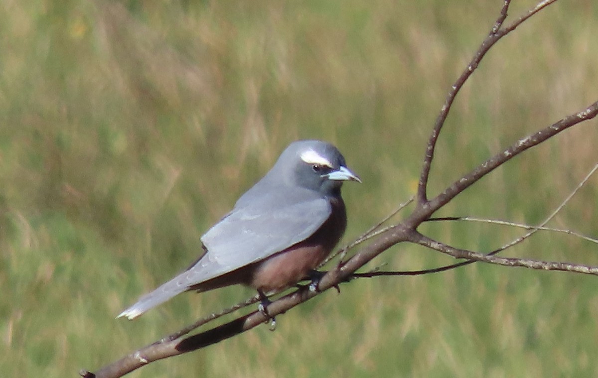 White-browed Woodswallow - ML645037434