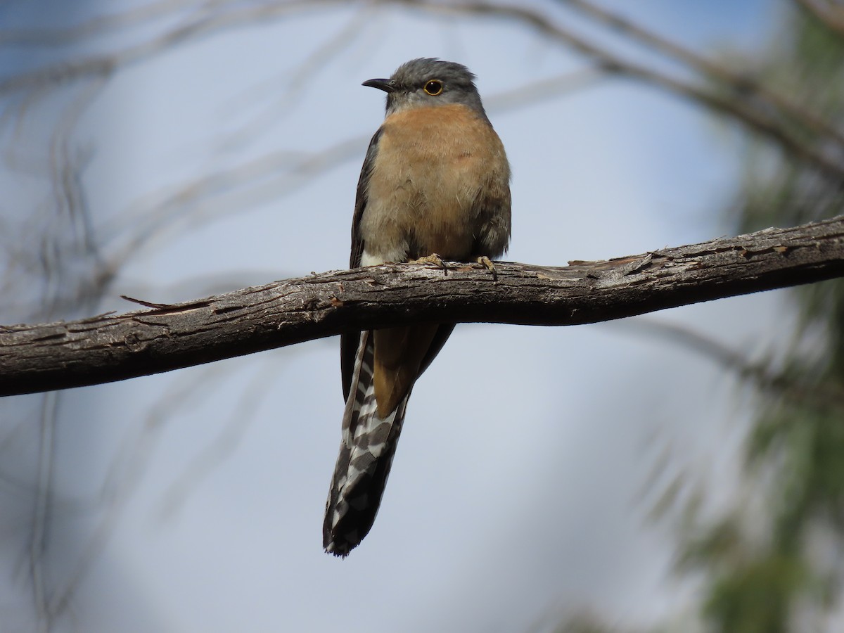 Fan-tailed Cuckoo - ML645037460