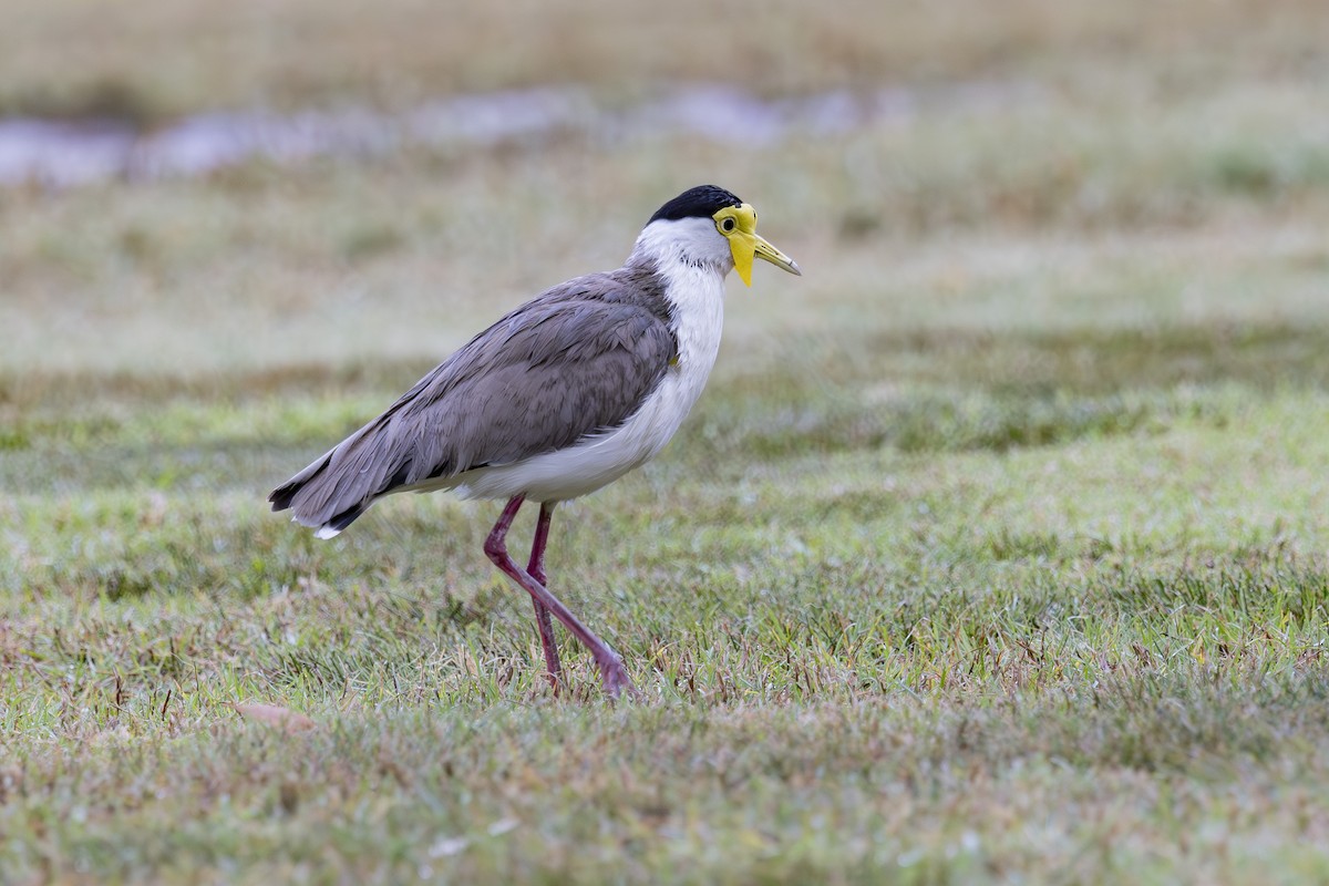 čejka australská - ML645037468