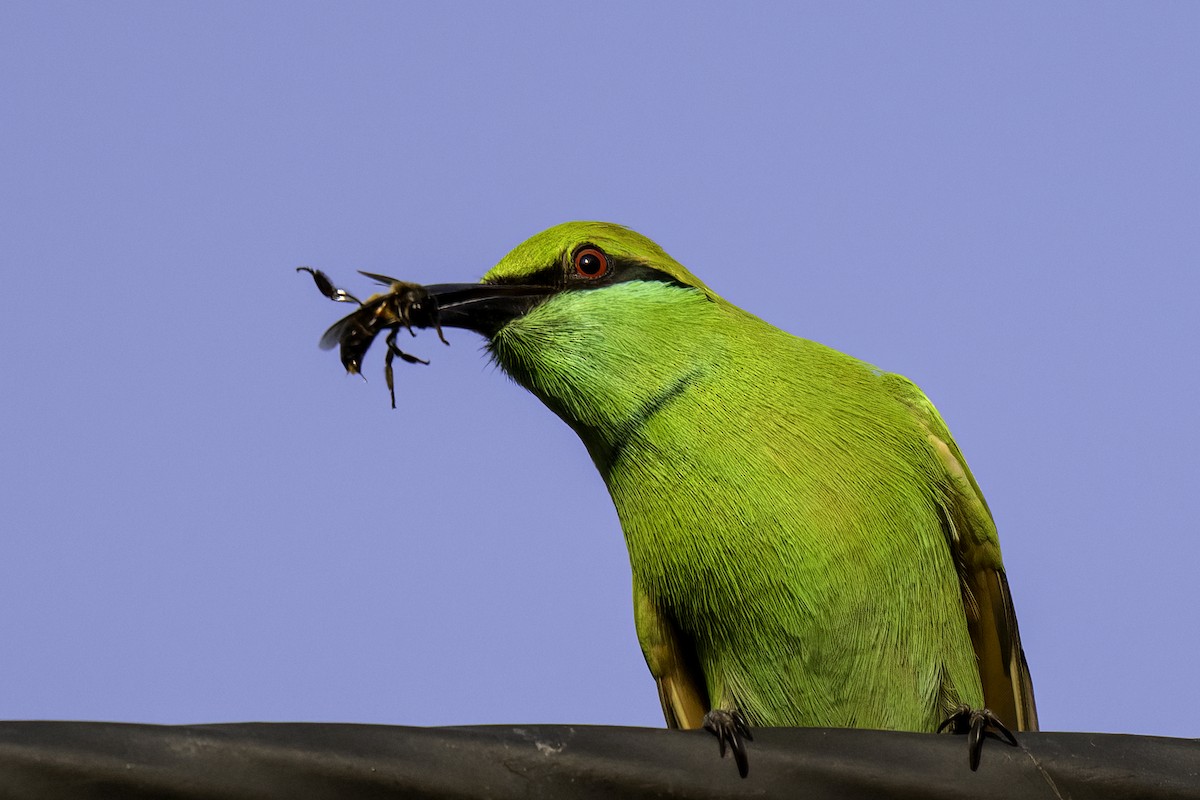 Asian Green Bee-eater - ML645037499