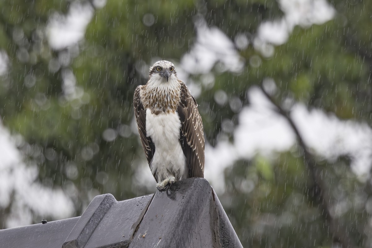 Osprey - ML645037503