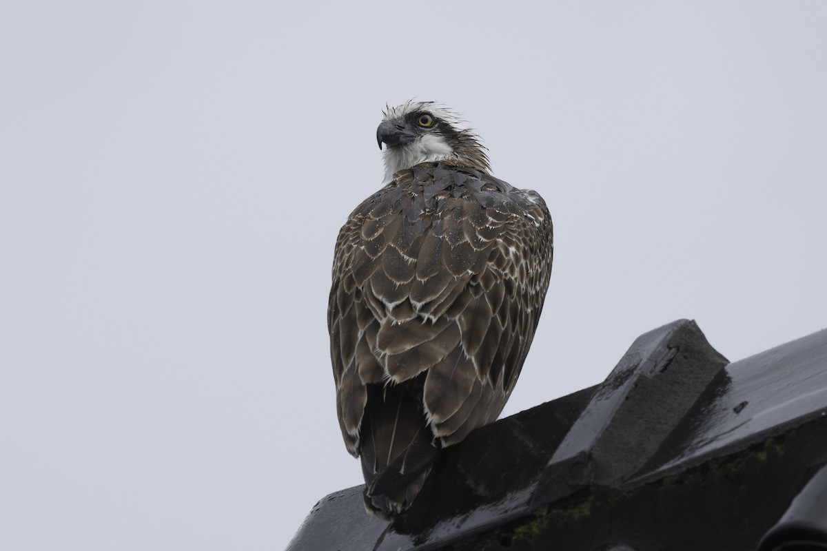 Osprey - ML645037504