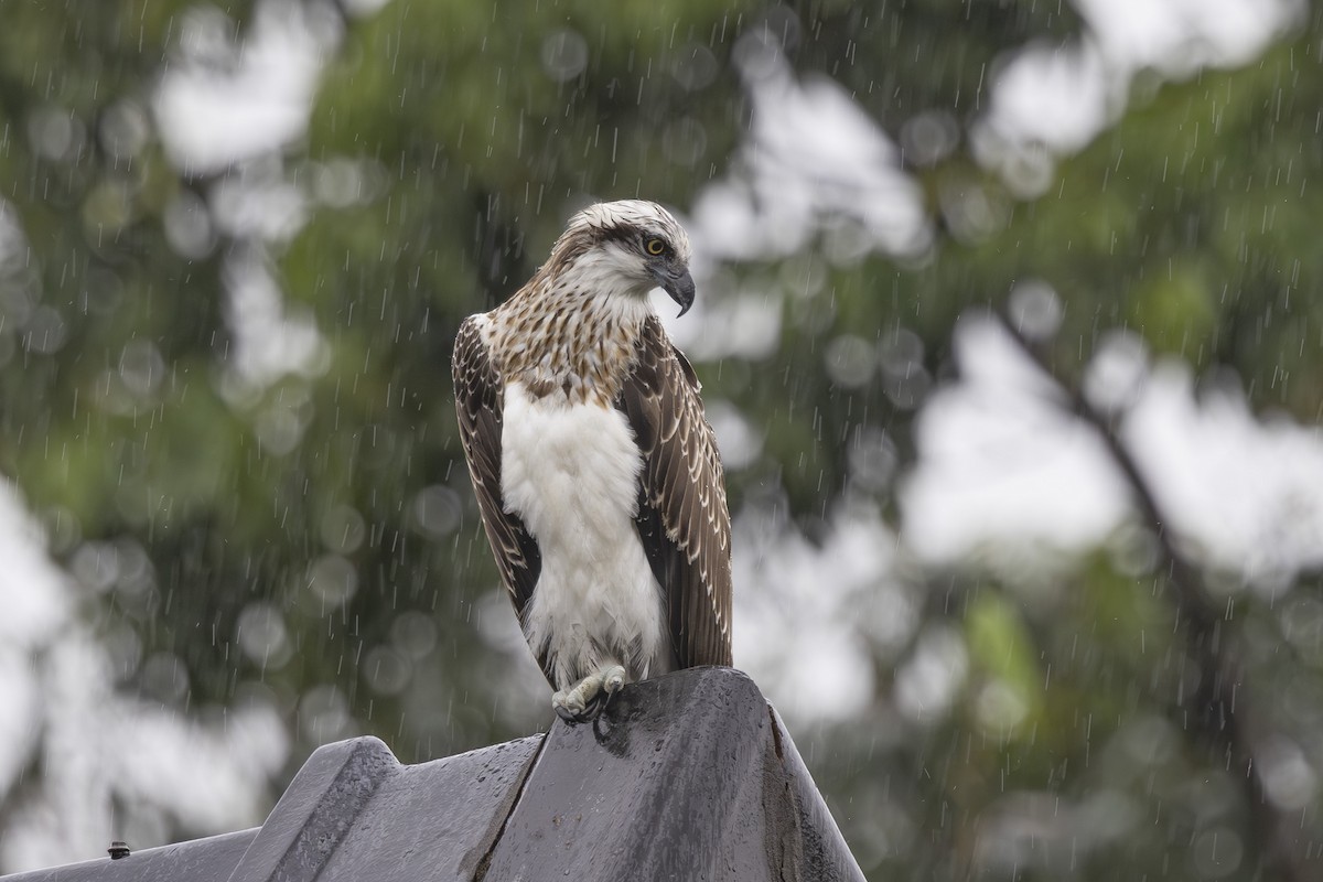 Osprey - ML645037505