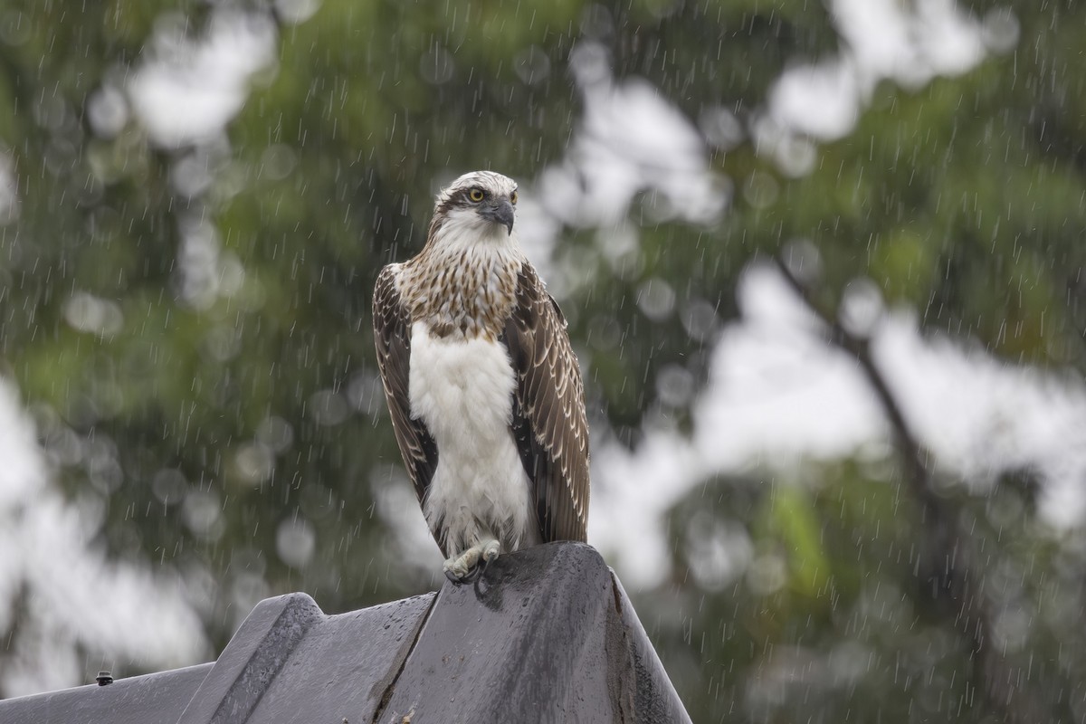 Osprey - ML645037506