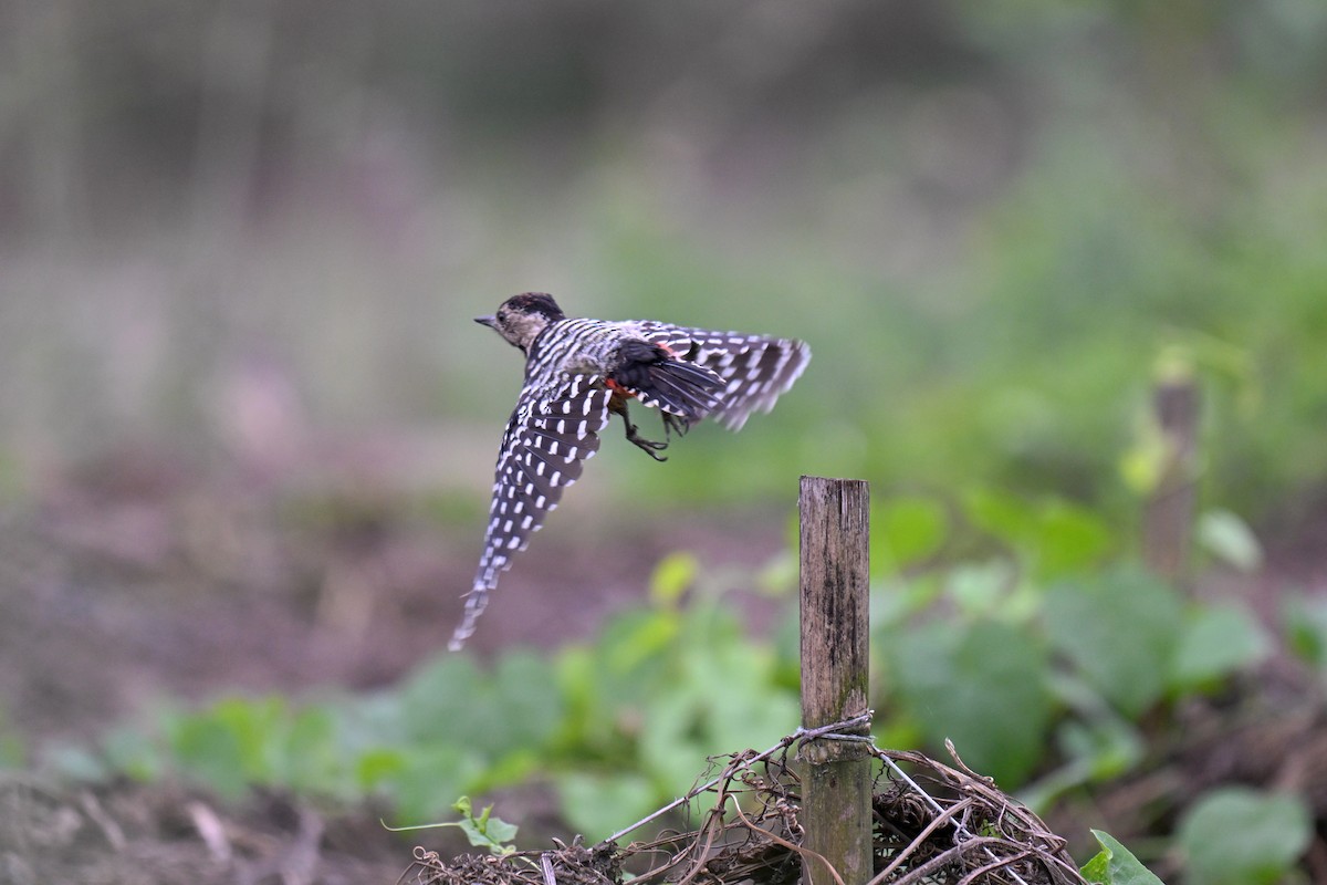 Fulvous-breasted Woodpecker - ML645037510
