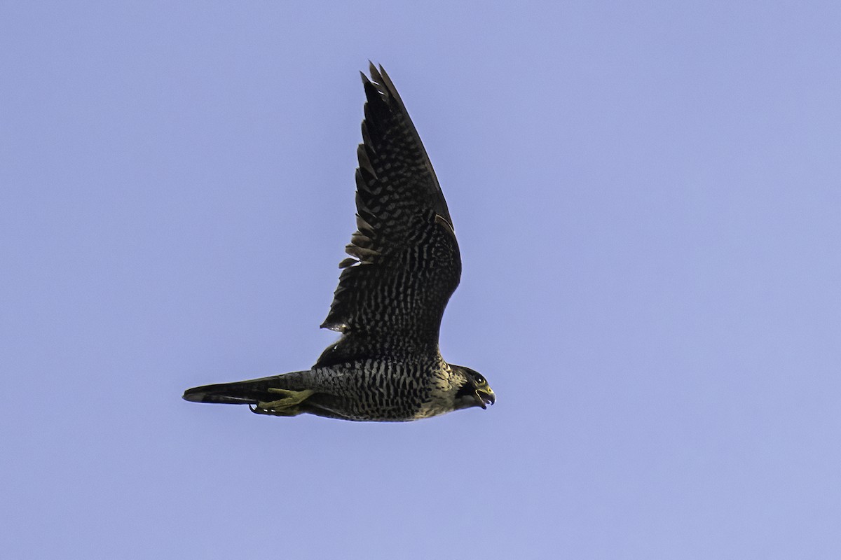 Peregrine Falcon - ML645037512