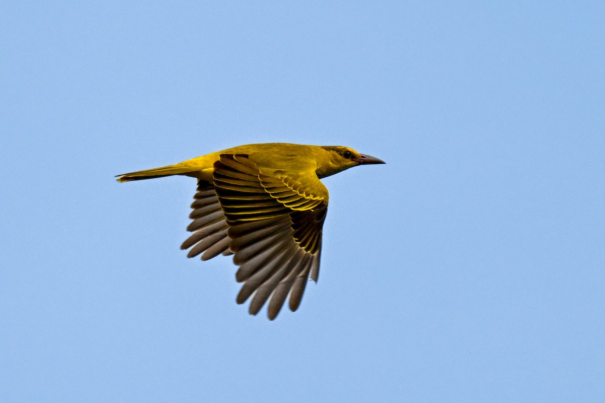 Black-naped Oriole - ML645037514