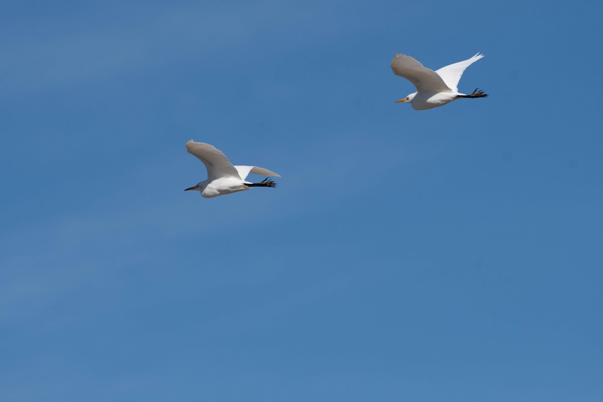 Kuhreiher - ML645037515