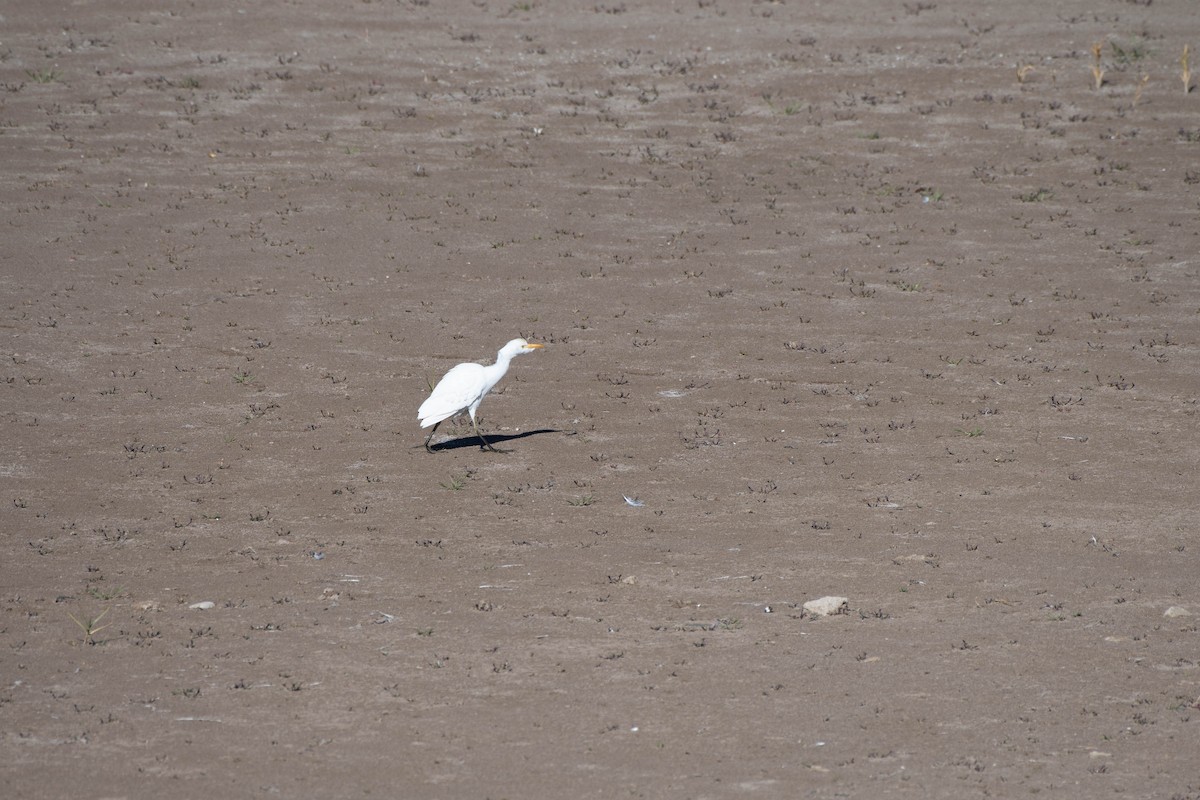 Kuhreiher - ML645037516