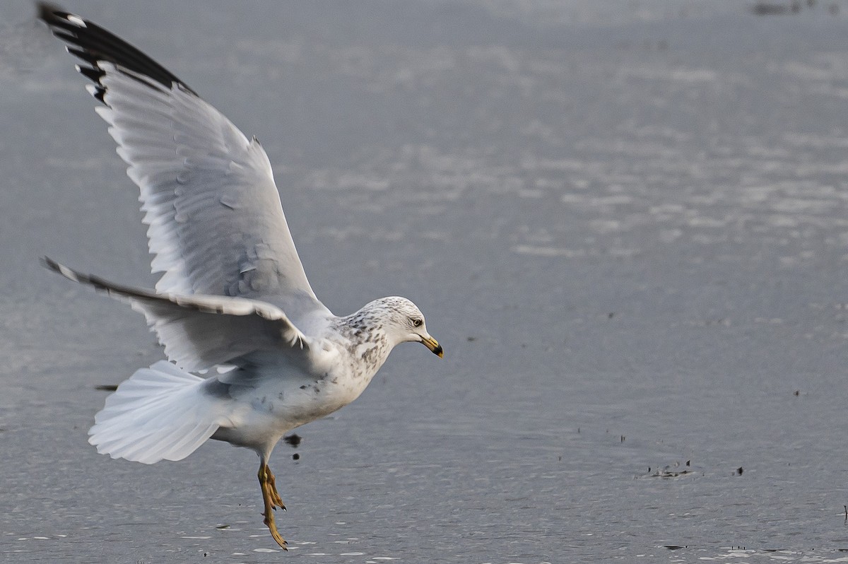 Ring-billed Gull - ML645037523