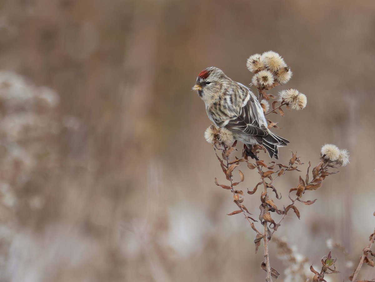 Redpoll - ML645037533