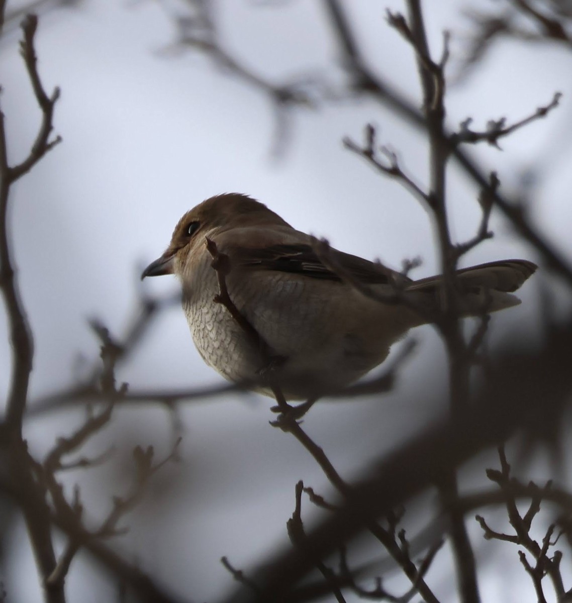 Northern Shrike - ML645037536