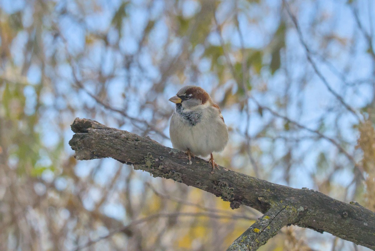 vrabec domácí - ML645037548