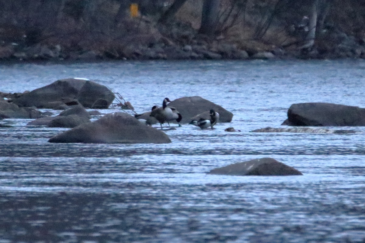 カナダガン - ML645037553