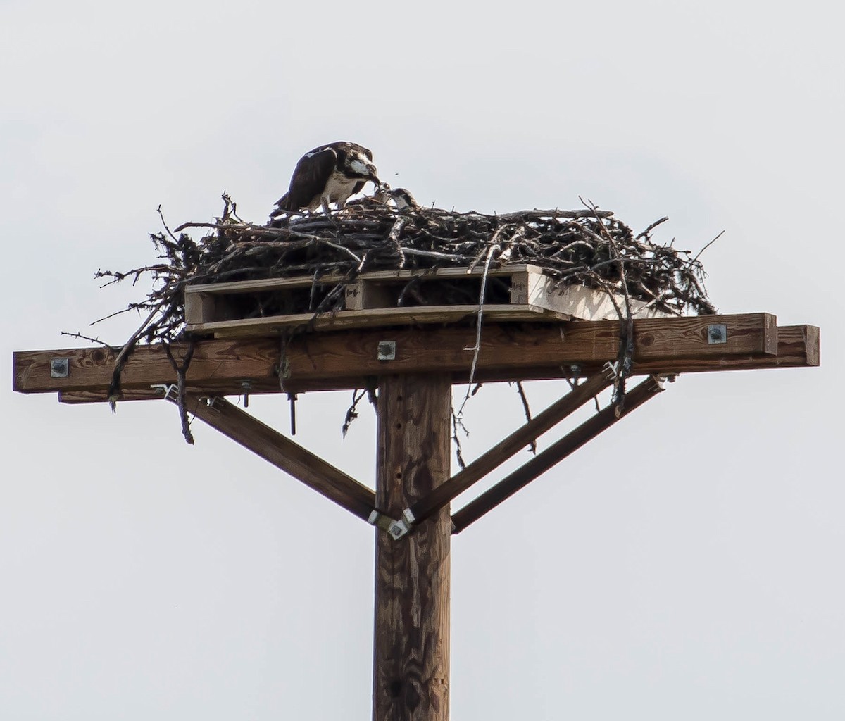 Osprey - ML645037569