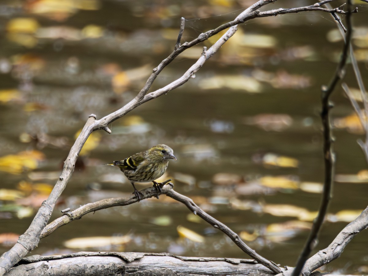 Eurasian Siskin - ML645037589