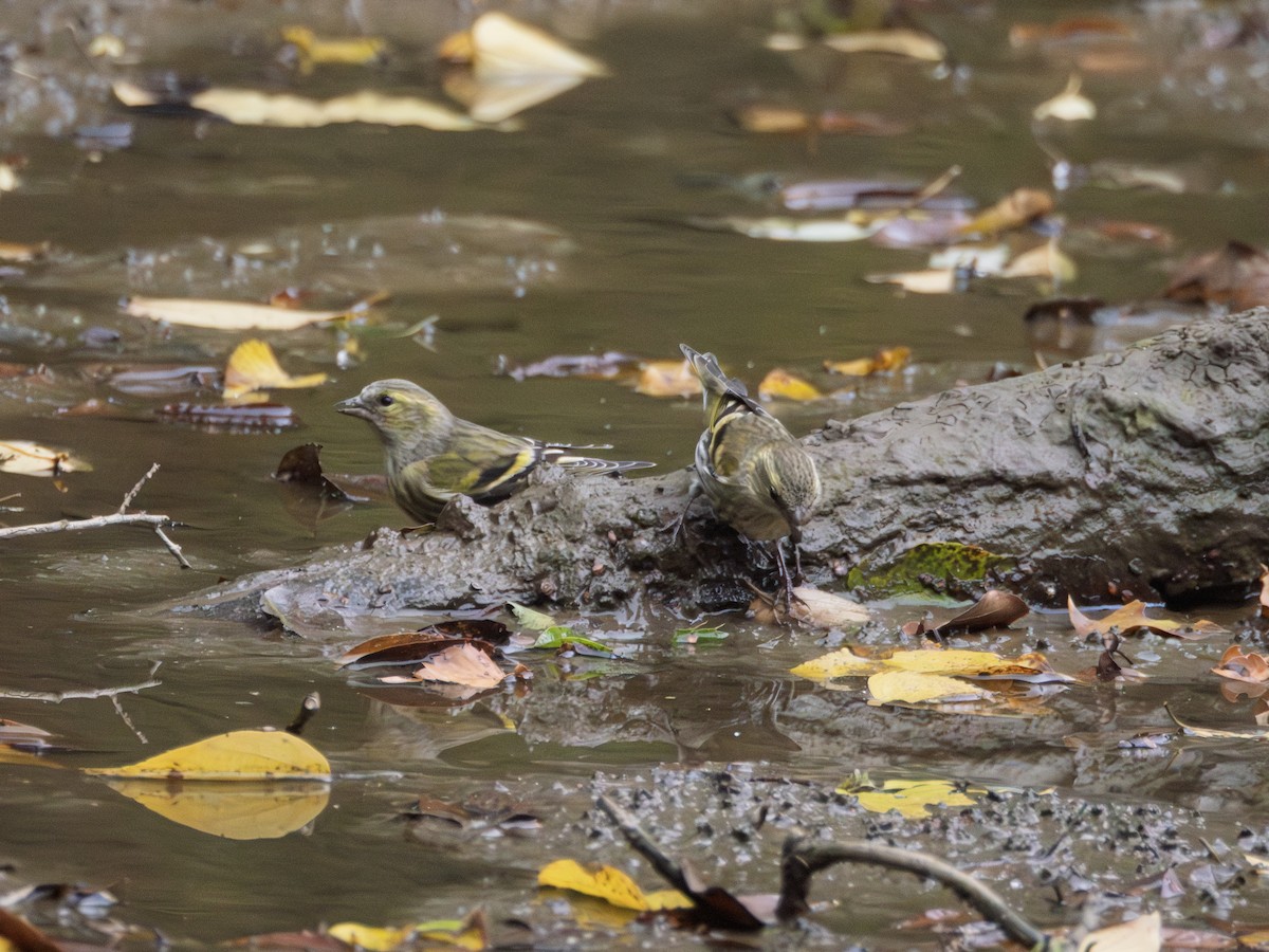 Eurasian Siskin - ML645037590