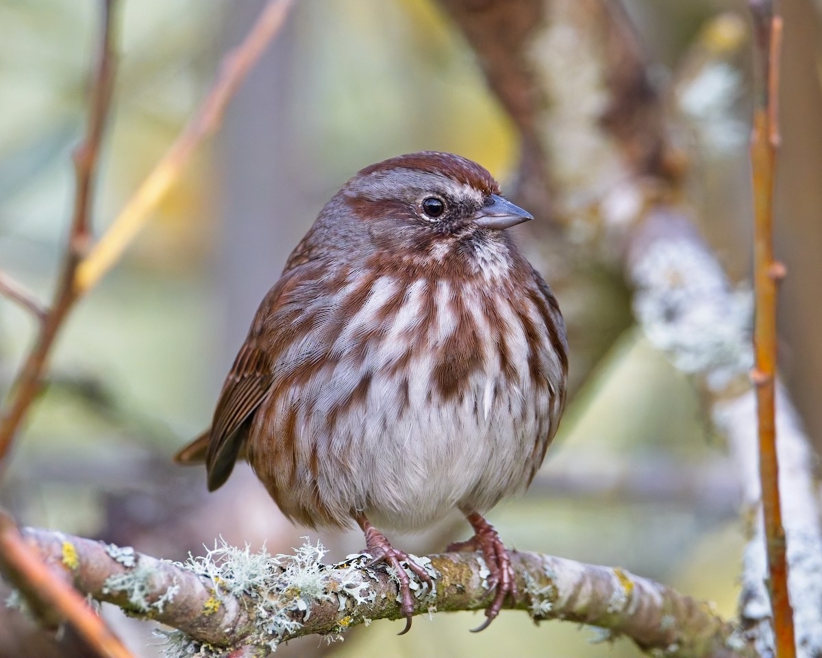 Song Sparrow - ML645037593