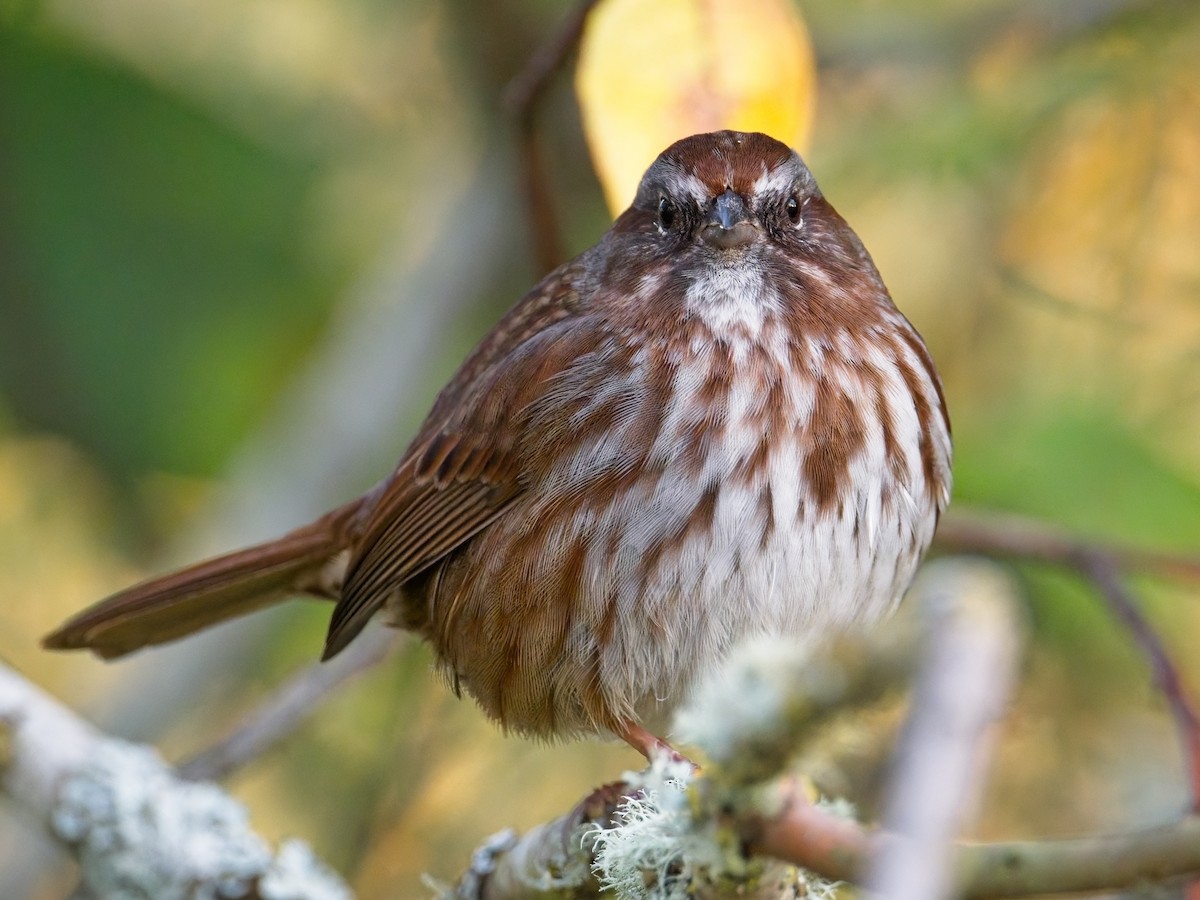 Song Sparrow - ML645037594