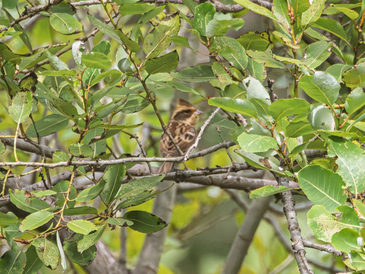 Yellow-throated Bunting - ML645037599