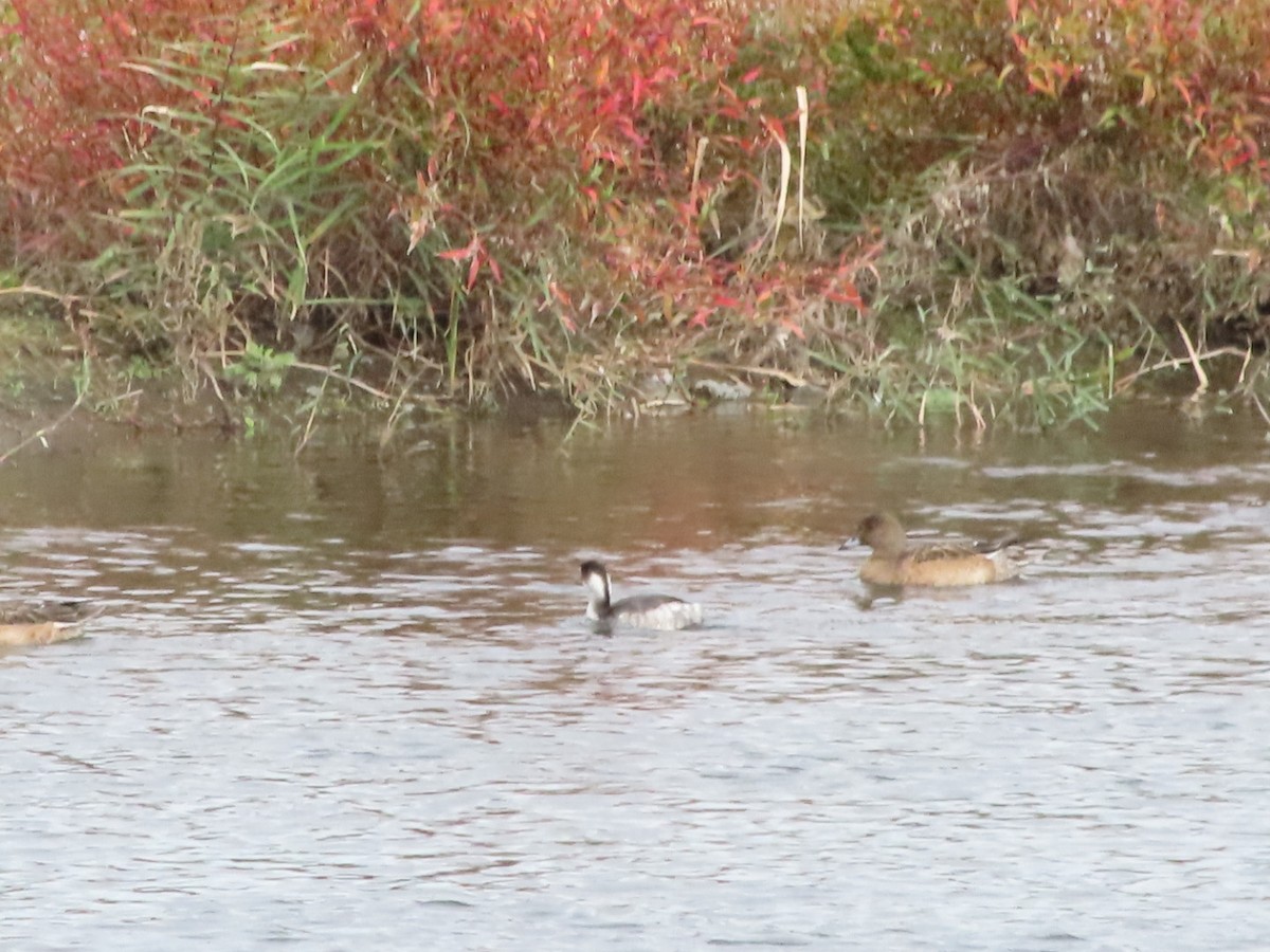 黑頸鸊鷉 - ML645037602