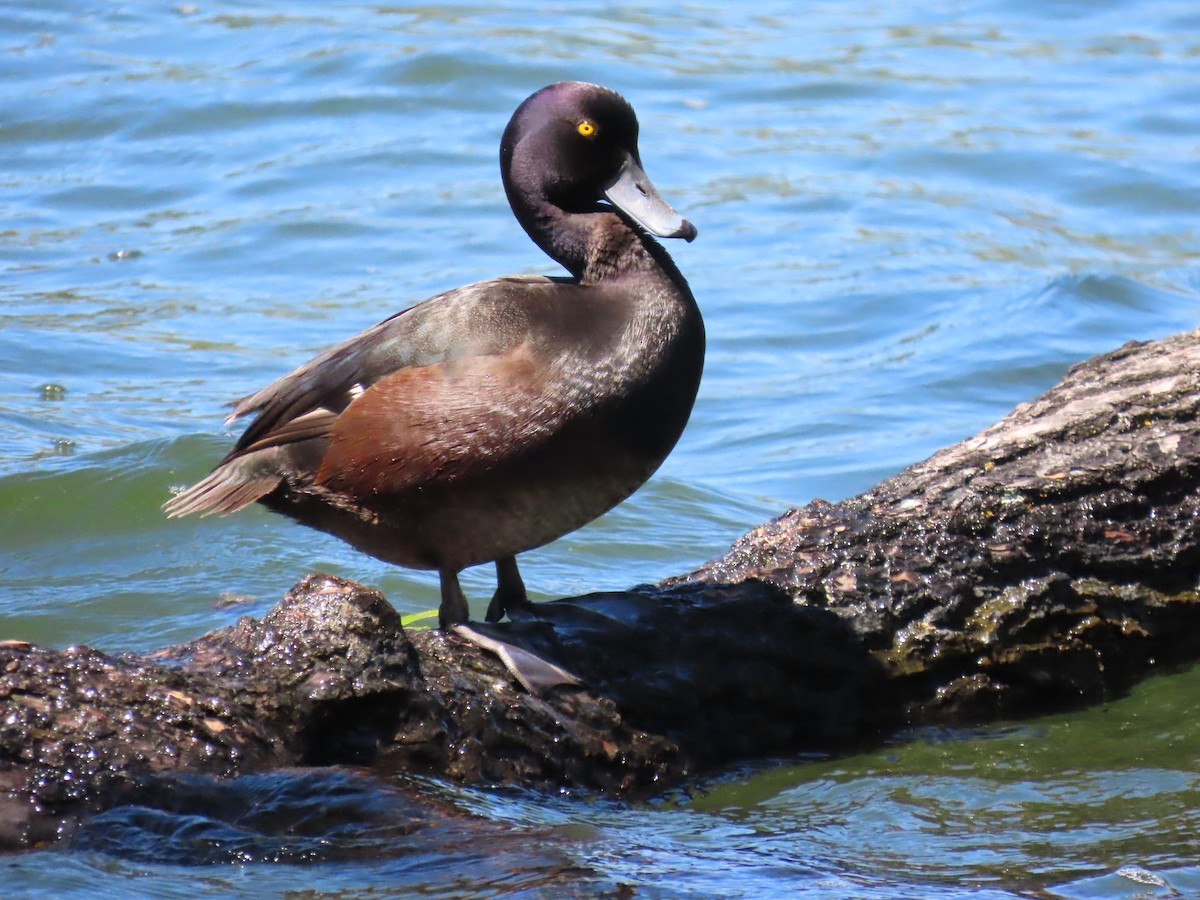 New Zealand Scaup - ML645037619