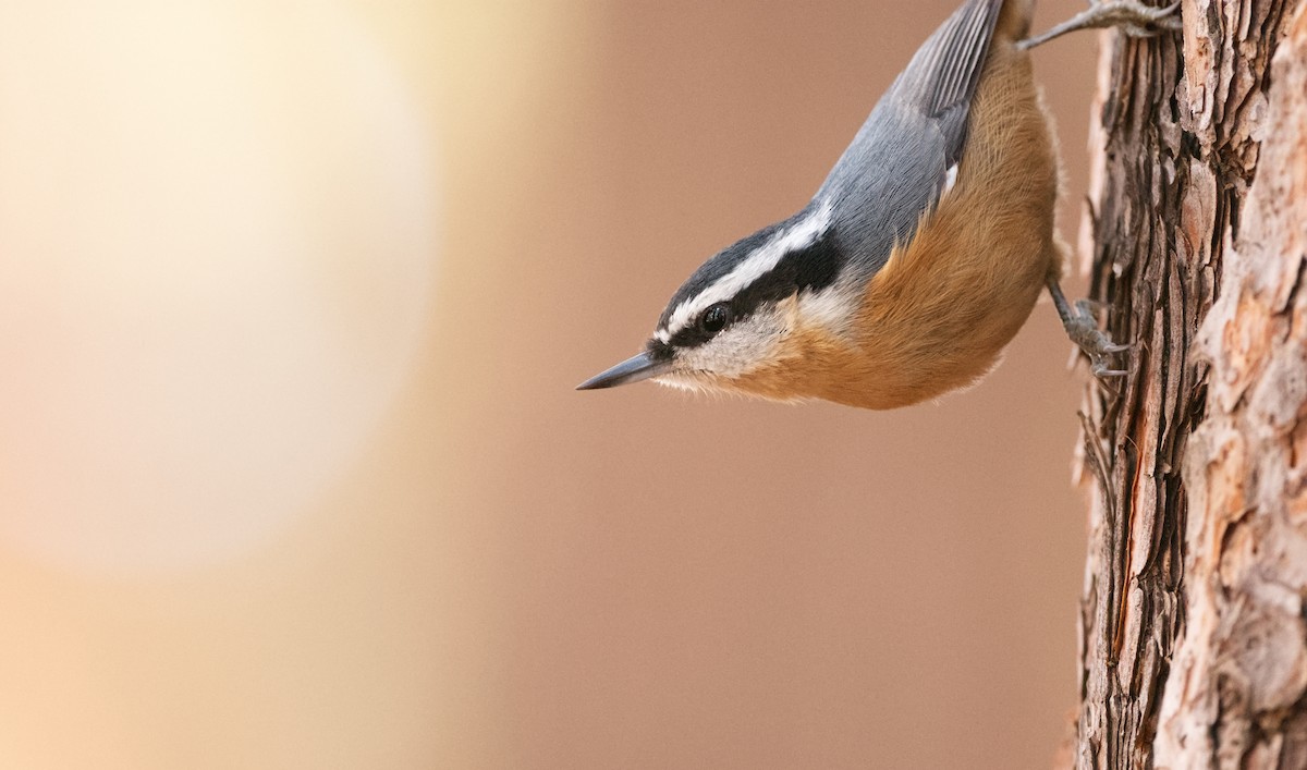 Red-breasted Nuthatch - ML645037620