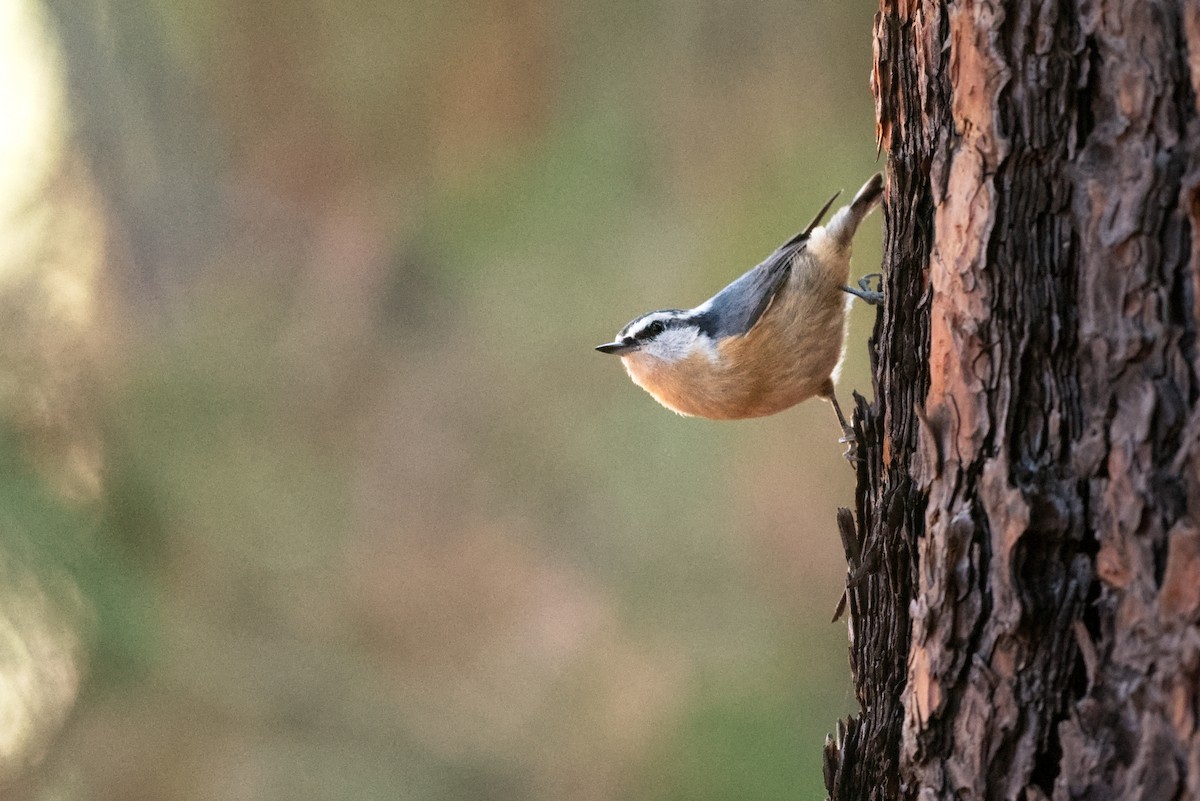 Red-breasted Nuthatch - ML645037621