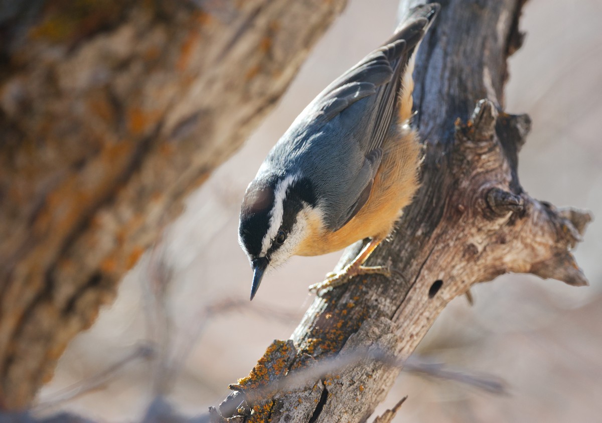 Red-breasted Nuthatch - ML645037622