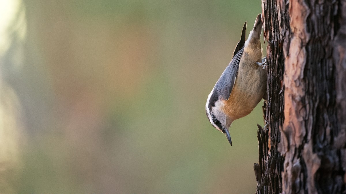 Red-breasted Nuthatch - ML645037623
