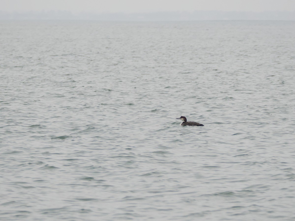 Common Loon - ML645037624