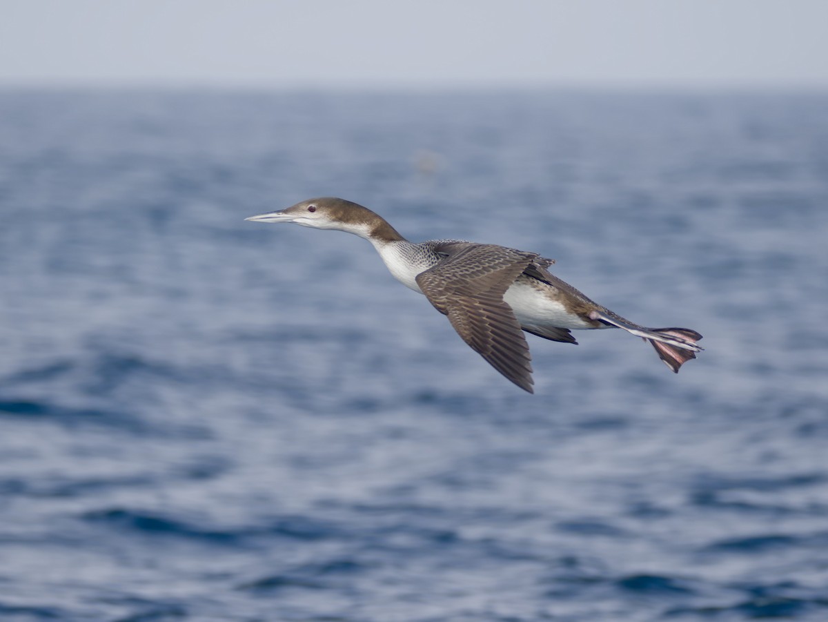 Common Loon - ML645037634