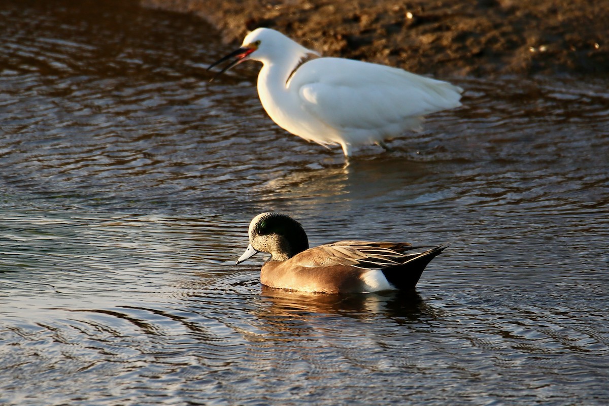 American Wigeon - ML645037642