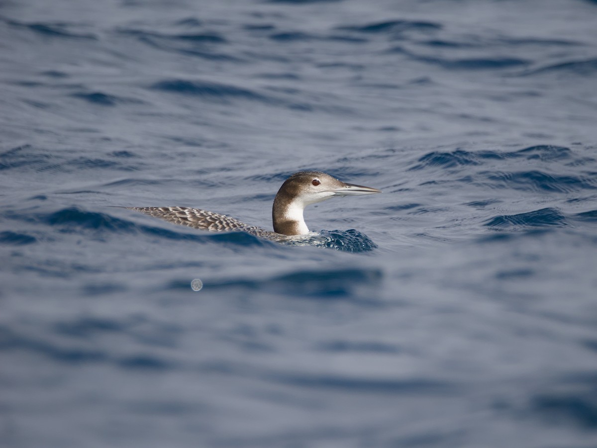 Common Loon - ML645037644